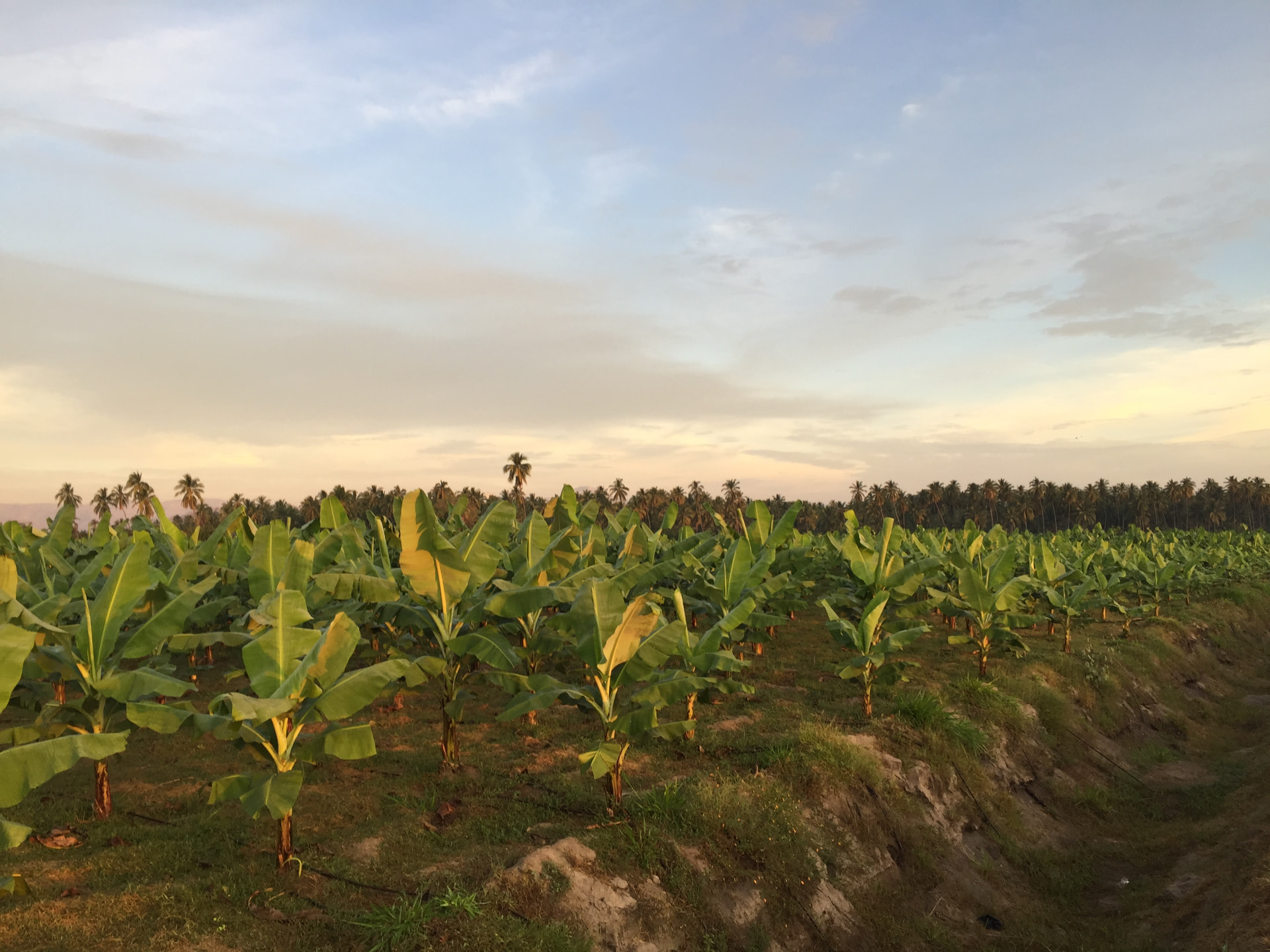 MexiAgro banana plantation