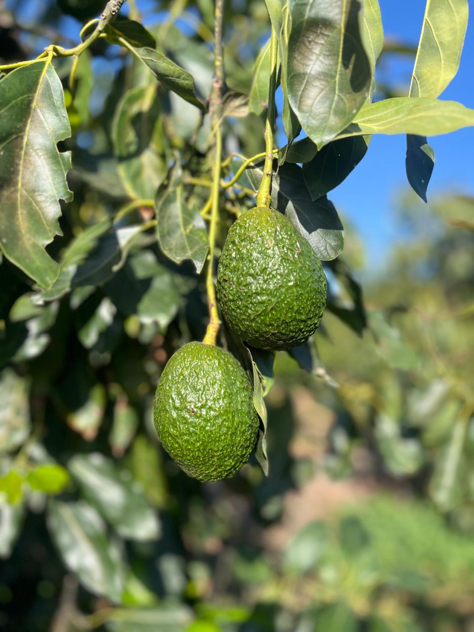 Commercially Aligned Variety Strategy