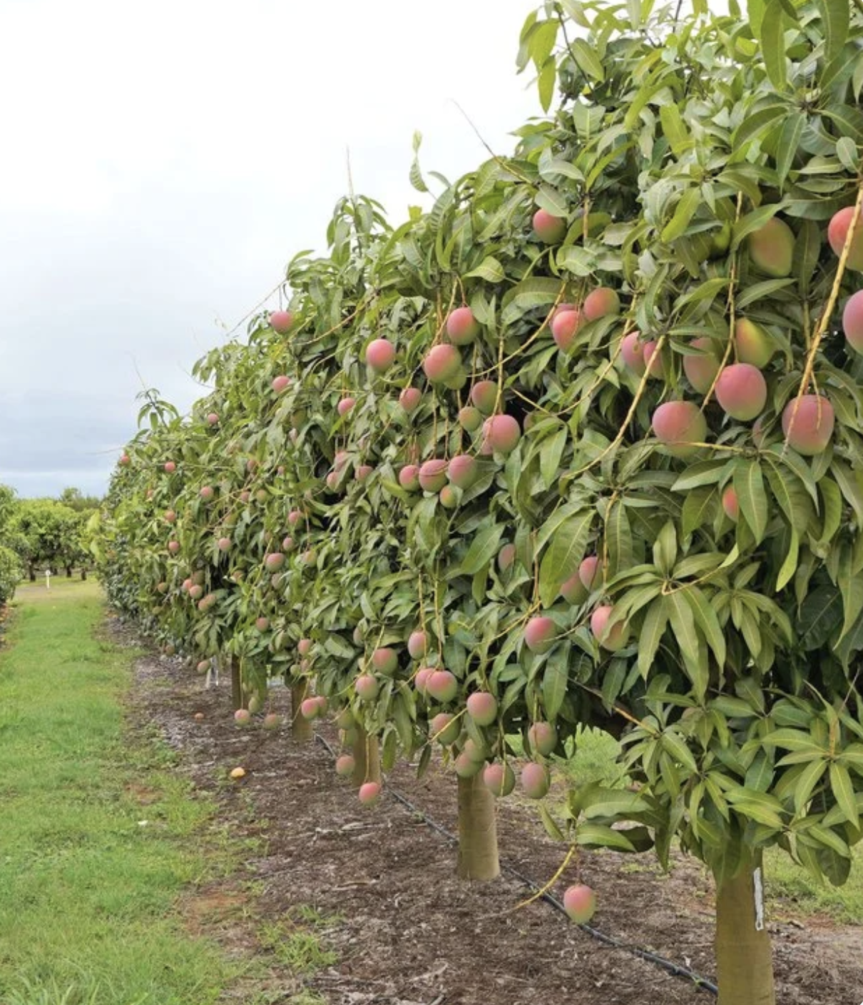 Capital-Efficient Orchard Design